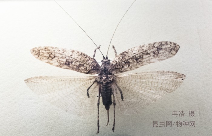 绿背覆翅螽 tegra novaehollandiae subsp viridinotata