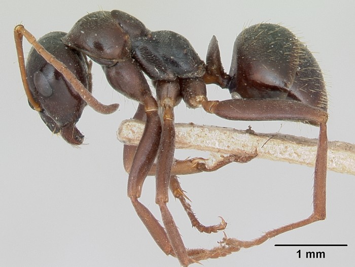 formica gagates(黑褐蚁-chinese ant database(蚂蚁数据库-chinese